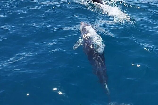 2 h Estepona Bay Tour - Snorkel time without bringing gear