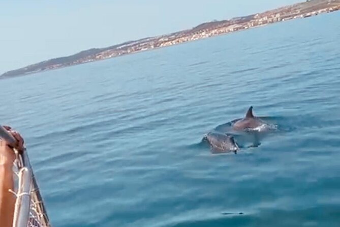 2-Hour Excursion in Search of Dolphins/ Includes Drink and Snacks - The dolphins part: how to think about spotting wildlife