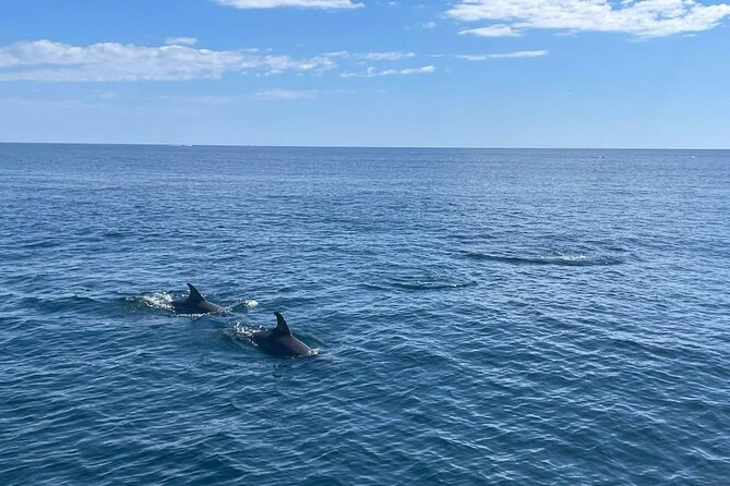 2-Hour Excursion in Search of Dolphins/ Includes Drink and Snacks - The coastline views you get while you’re searching