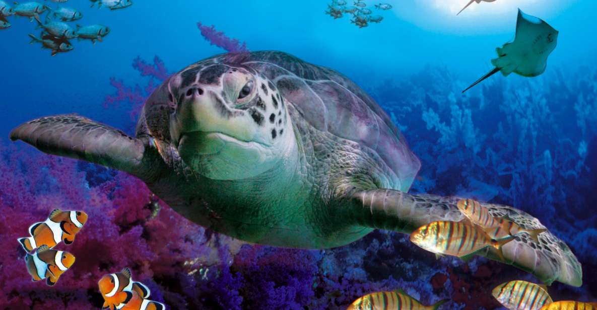 Benalmadena Aquarium Visit - The 180º submarine tunnel: sharks and turtle from overhead