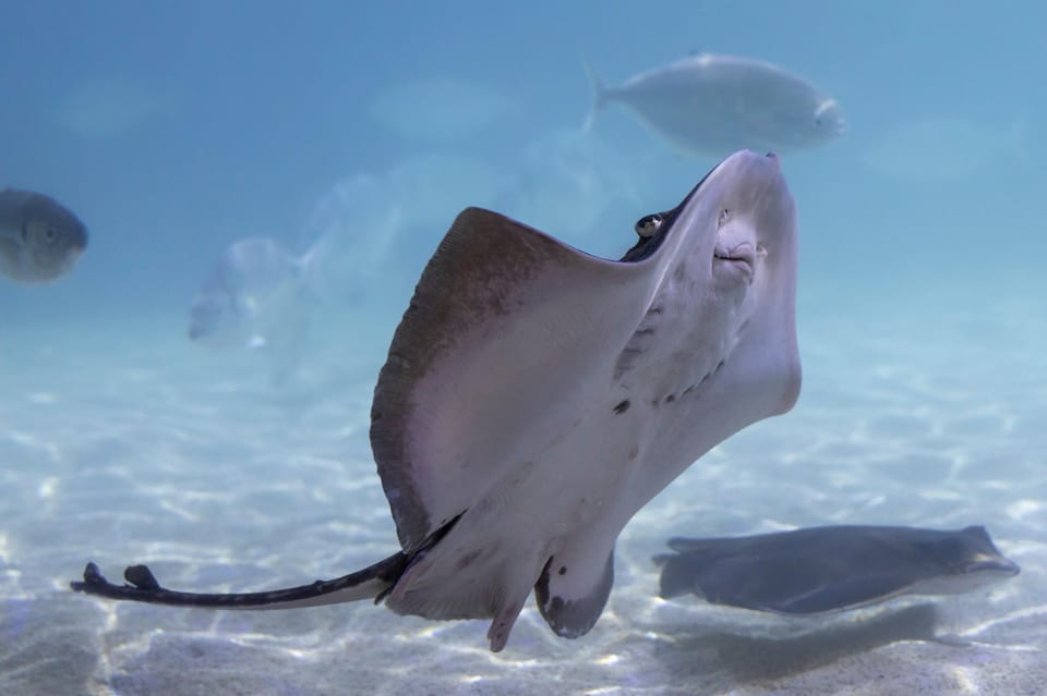 Benalmadena Aquarium Visit - Bio-beach rockpools: touching starfish and hermit crabs