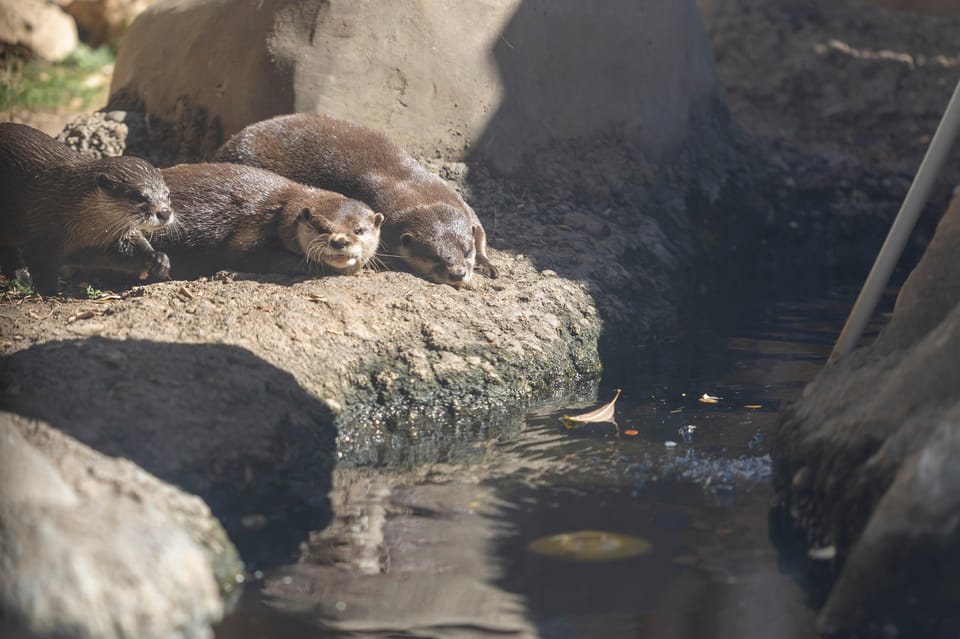 Benalmadena Aquarium Visit - Getting the most out of your visit
