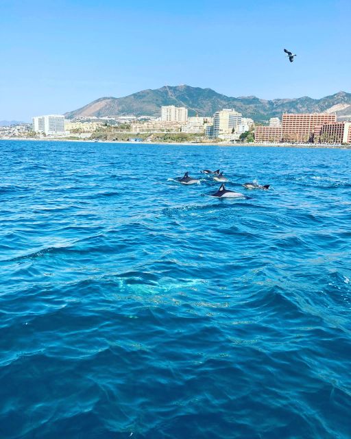 Benalmádena: Costa del Sol License-Free Boat Rental - Your time on the water: dolphins, sea breaks, and photo stops
