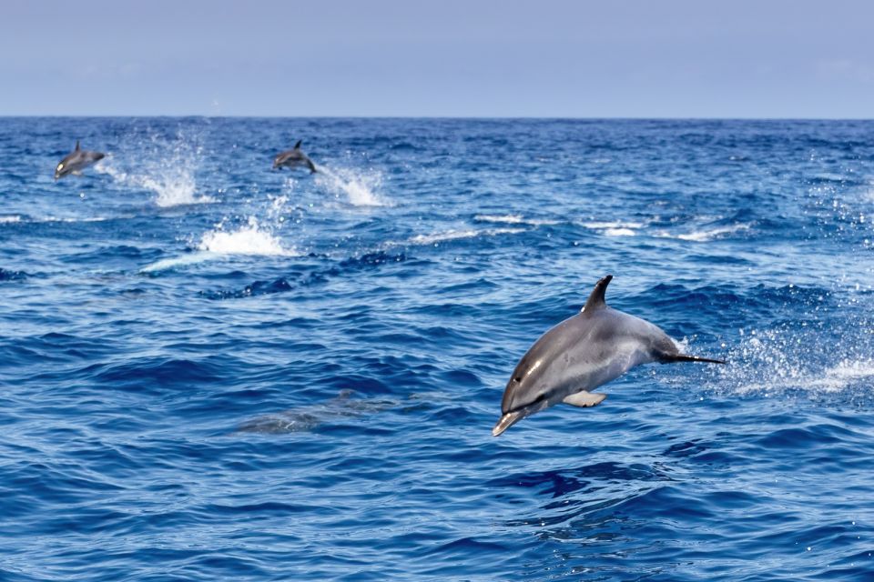 Benalmadena: Dolphin Watching Boat Tour - A Simple Booking Advice Checklist