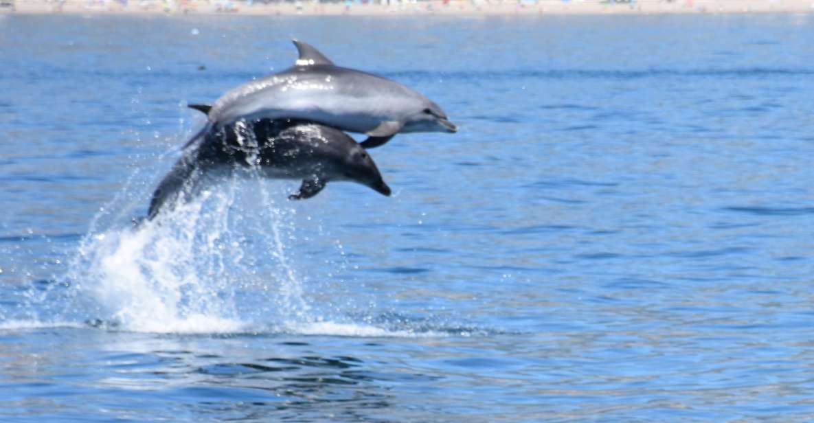 Benalmadena: Dolphin Watching Boat Tour - The Route: Fuengirola Side vs Málaga Side, and Why That Matters
