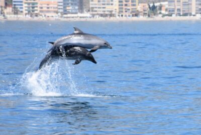 Benalmadena: Dolphin Watching Boat Tour - Underwater Windows: The Secret Weapon for Seeing More