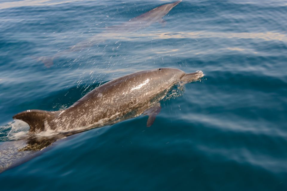 Benalmadena: Dolphin Watching Boat Tour - How the Timeline Flows: From Check-In to the Dolphin Stop and Swim