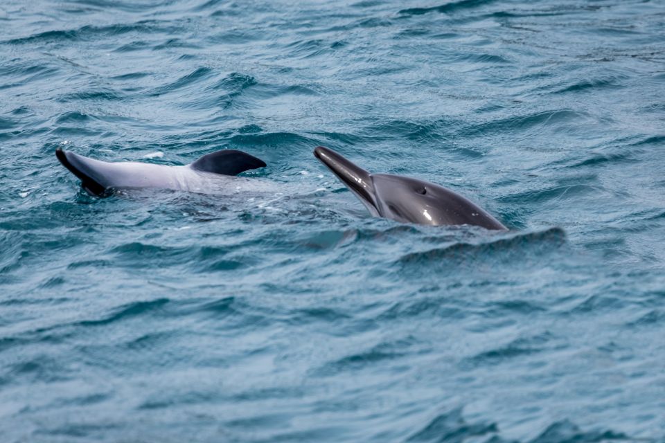 Benalmadena: Dolphin Watching Boat Tour - Snacks, Photos, and the Small Comforts That Make This Feel Easy