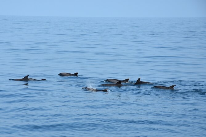 Dolphin Sightseeing Boat Tour from Benalmadena - Dolphin Chances on a Flexible Catamaran Route