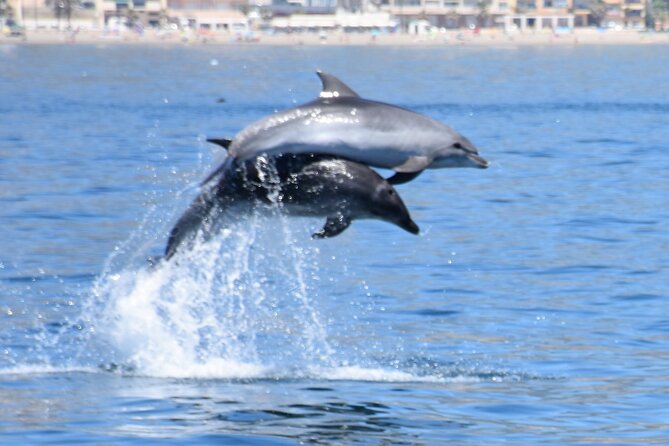 Dolphin Sightseeing Boat Tour from Benalmadena - Picking Your Boarding Spot at Costasol Cruceros