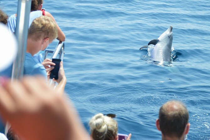 Dolphin Sightseeing Boat Tour from Benalmadena - Cruising Benalmádena and Fuengirola Like a Local