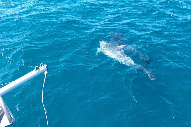 Dolphin trips on a catamaran - Los Delfines stop: dolphin spotting plus a real swim break
