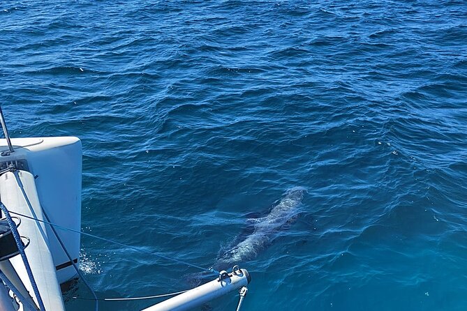 Dolphin trips on a catamaran - Best for: who this dolphin trip fits perfectly