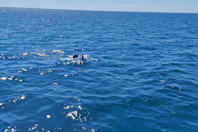 Dolphin trips on a catamaran - Meeting point at Puerto Deportivo de Estepona: how to avoid the fastest mistake