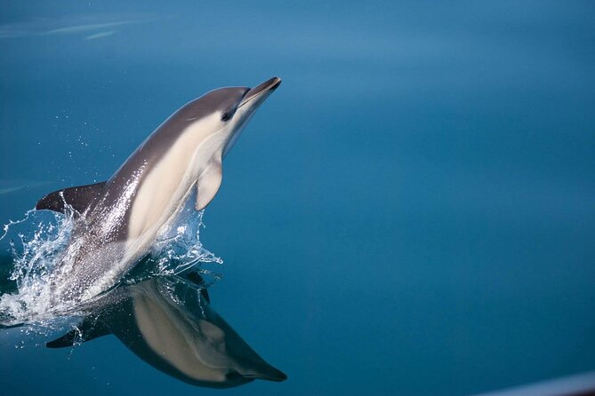 Dolphin Watching Adventure in Estepona Bay - Key things I’d bet on