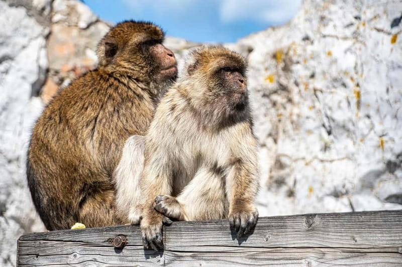 From Benalmadena: Gibraltar Day Trip - Key Points at a Glance