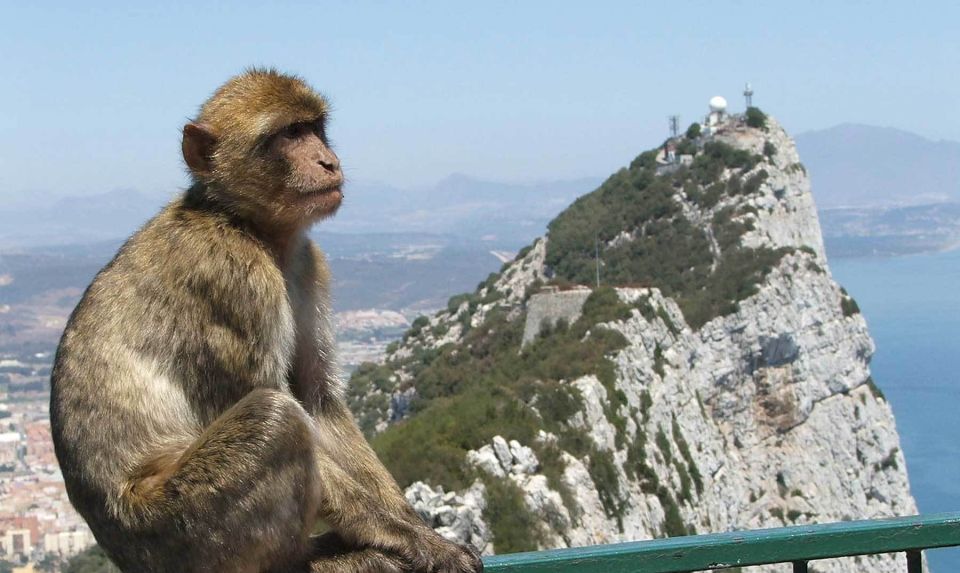 From Costa del Sol: Day Trip to Gibraltar with Guided Tour - Free time strategy: duty-free shopping, old town, and food without stress