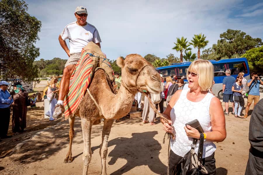 From Costa del Sol: Tangier Full-Day Tour by Ferry - Why Tangier by Ferry Works as a One-Day Jump