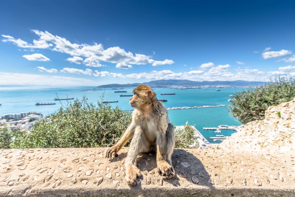 From Malaga and Costa del Sol: Gibraltar Shopping Tour - The Rock of Gibraltar and cable car: choose your effort level
