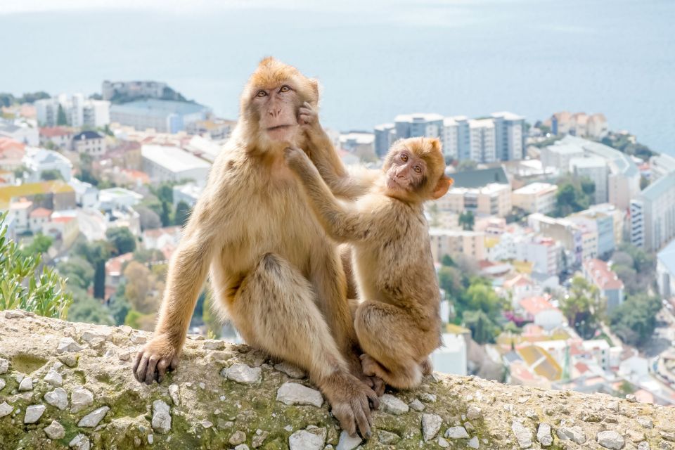 From Malaga and Costa del Sol: Gibraltar Sightseeing Tour - Price and value: what $112 really buys you