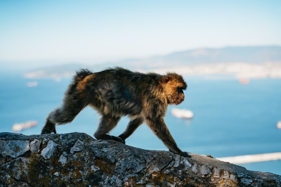 From Malaga and Costa del Sol: Gibraltar Tour - Price and value: what you’re really paying for