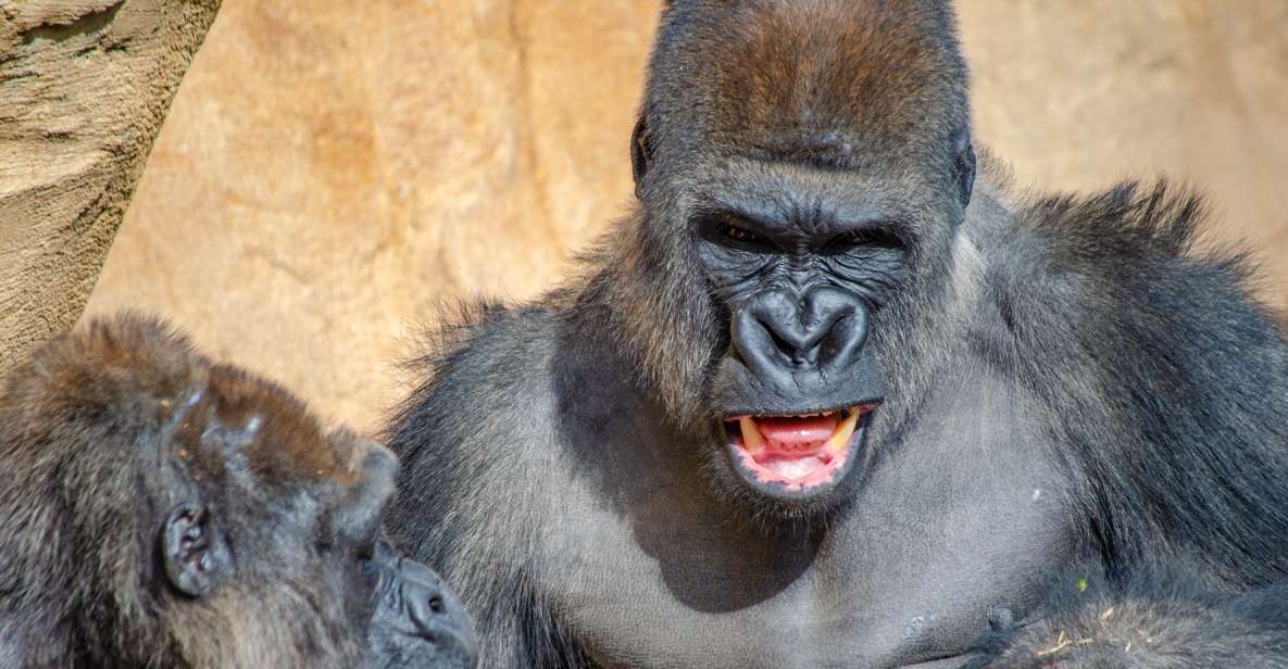 Fuengirola: Bioparc Entrance Ticket - Key highlights at a glance