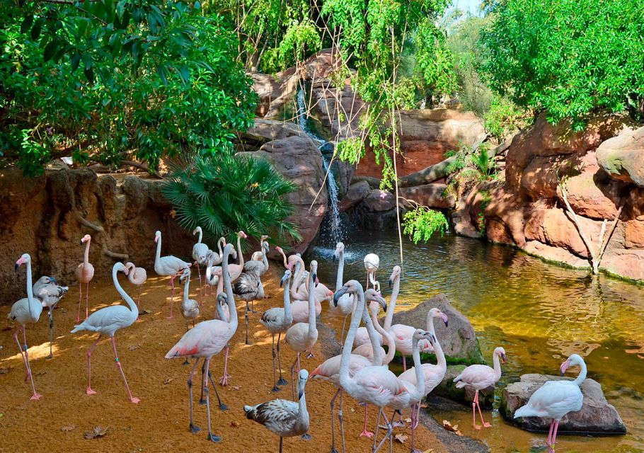 Fuengirola: Bioparc Entrance Ticket - Animal feedings, birds in flight, and shows: timing tips that save frustration