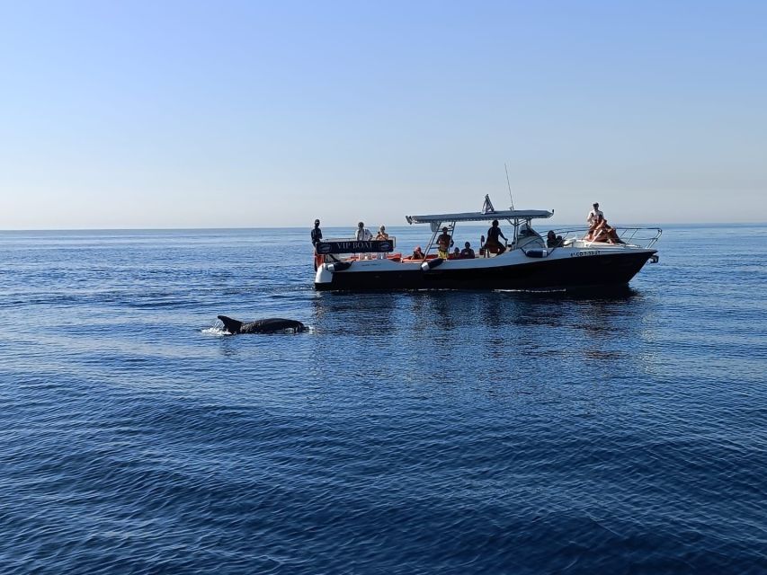 Fuengirola: Fantastic Dolphin Watching Yacht Tour with Drink - Who Should Book This Dolphin Watching Yacht Tour