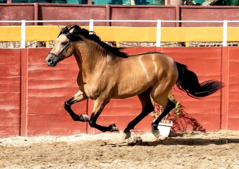 Fuengirola: Spanish Horse Show with Optional Dinner/Flamenco - Should you book this Fuengirola horse show and flamenco dinner?
