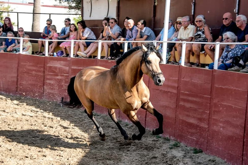 Fuengirola: Spanish Horse Show with Optional Dinner/Flamenco - The stables break: where the night becomes personal