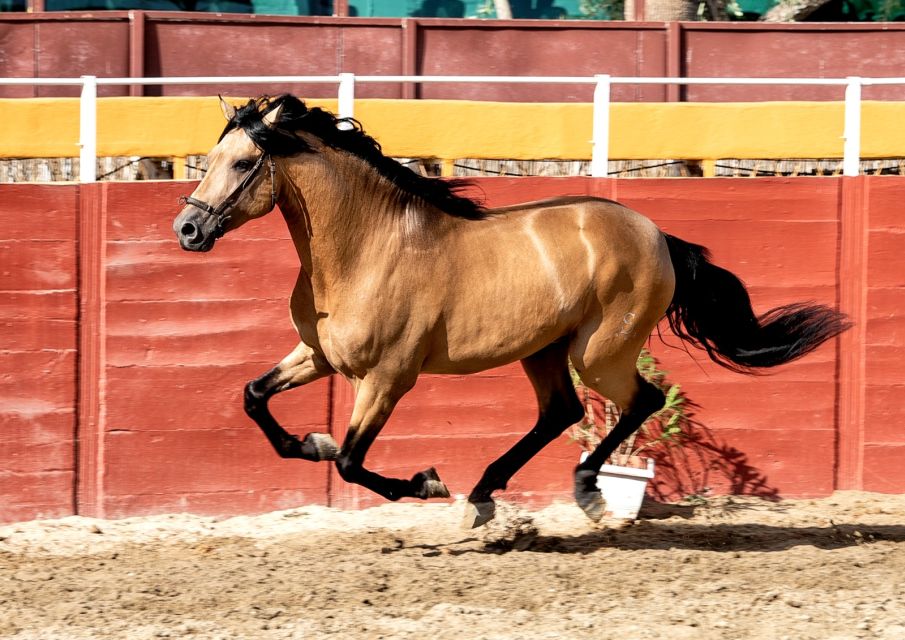 Fuengirola: Spanish Horse Show with Optional Dinner/Flamenco - 19:45 dinner in the trophy room: paella that fits the rhythm