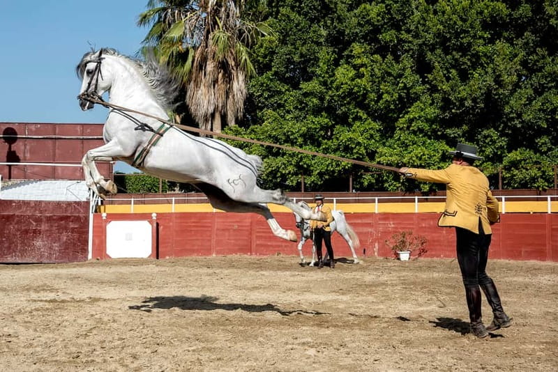 Fuengirola: Spanish Horse Show with Optional Dinner/Flamenco - 21:30 flamenco with live musicians: soleas, alegrías, and two bailaoras