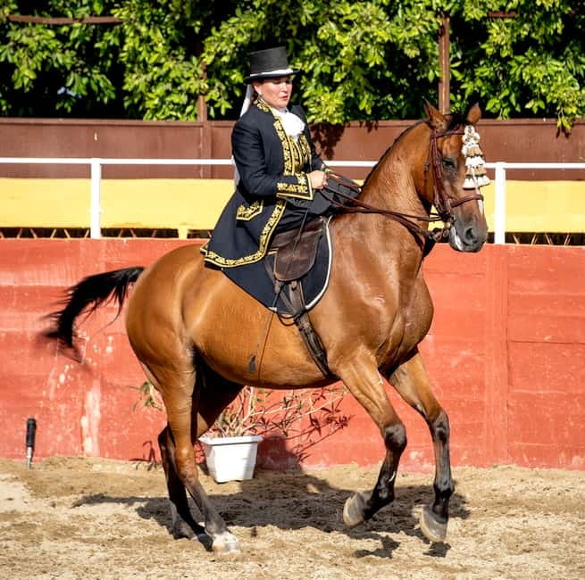 Fuengirola: Spanish Horse Show with Optional Dinner/Flamenco - Price and logistics: what you really get for about $40