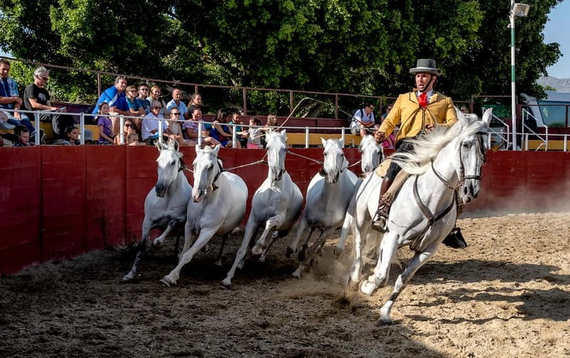 Fuengirola: Spanish Horse Show with Optional Dinner/Flamenco - Who this is best for (and who should rethink it)