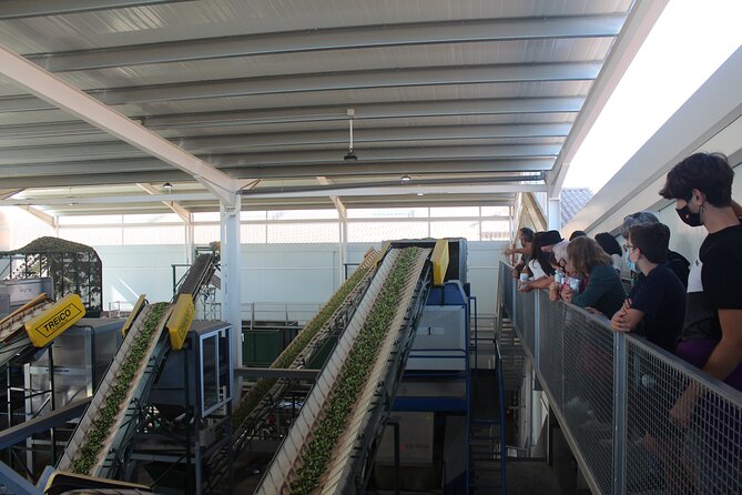 Guided tour and olive oil tasting in Alhaurin el Grande (Málaga) - The stainless-steel winery visit: a different kind of stop