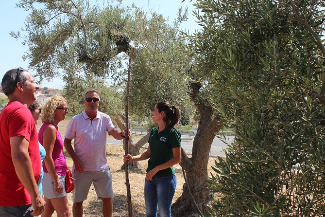 Guided tour and olive oil tasting in Alhaurin el Grande (Málaga) - The oil museum: seeing how a centennial mill worked