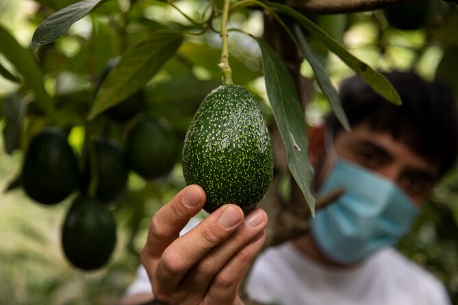 Guided Tour to the only coffee farm in Europe - Key highlights to know before you go