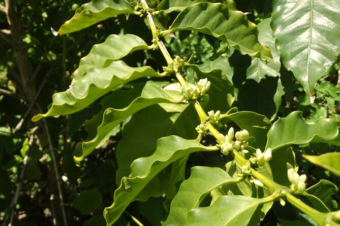 Guided Tour to the only coffee farm in Europe - Stop 1 in La Herradura: the walk, the fruit, and the coffee