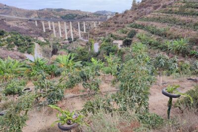 Guided Tour to the only coffee farm in Europe - Meet the guide: Manolo Mateos makes it feel personal