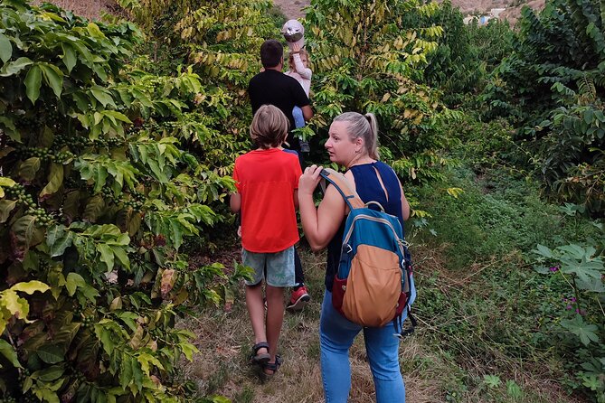 Guided Tour to the only coffee farm in Europe - Getting there: meeting point, taxis, and return plans