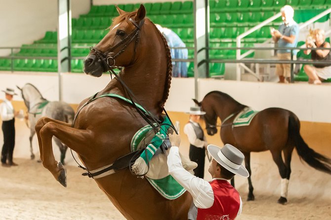 Horse and Flamenco Show in Malaga - Before the show: stables, views, and the relaxed part that many people miss