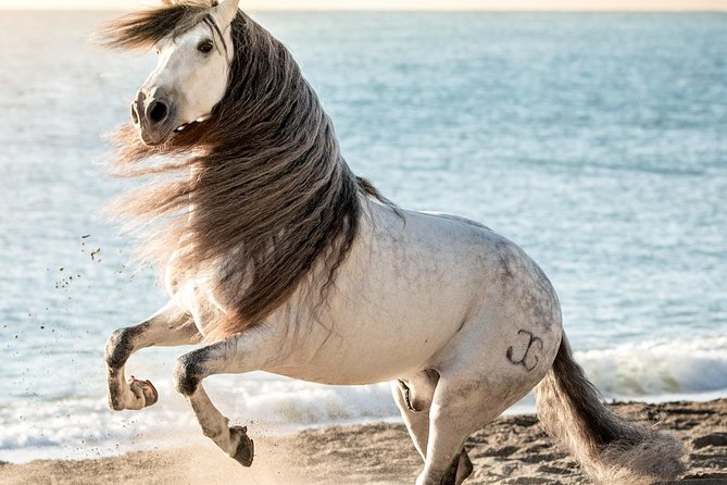 Horse and Flamenco Show in Malaga - Practicalities that affect your evening (more than you’d think)