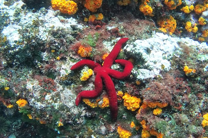 Kayak & Snorkel Tour in Cerro Gordo Natural Park, La Herradura - Snorkeling stops in Cerro Gordo: what you can realistically expect