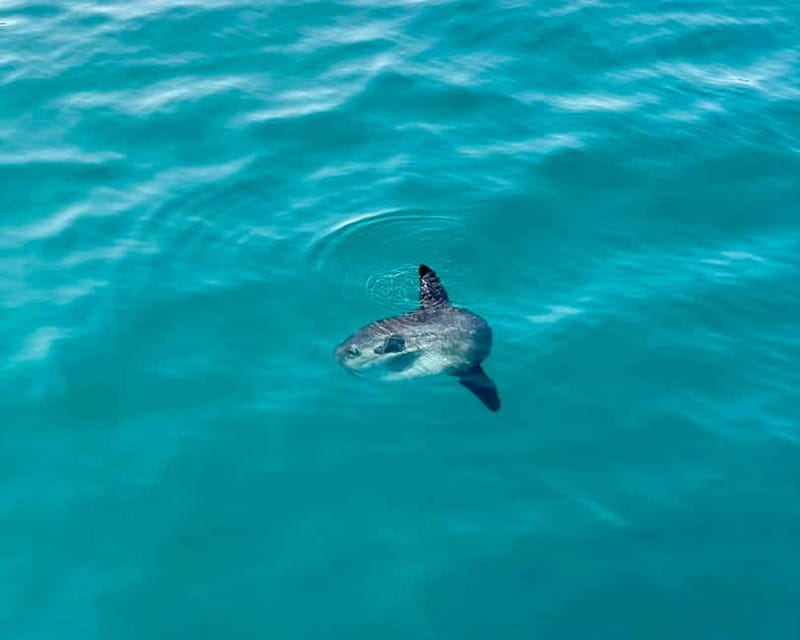 Málaga: Boat Tour w/ Snorkeling, Water Activities, and Lunch - Snorkeling a mid-1800s shipwreck: what you’ll see and what to expect