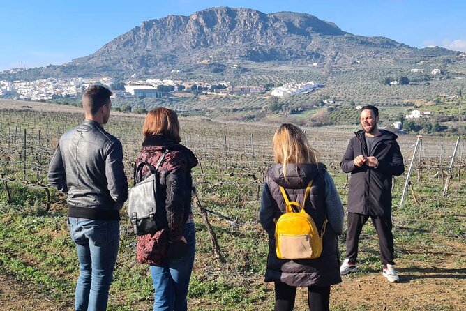 Malaga Organic Vineyard and Winery Six Wines Tapas and Transfer - Should You Book This Malaga Organic Vineyard and Winery Tour?
