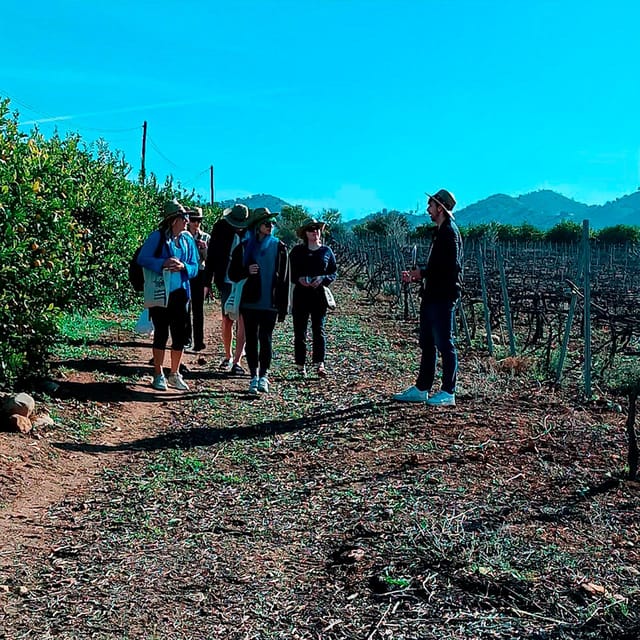 Malaga: White Village, Vineyard, and Wine Tasting Wine Tour - Key Takeaways Before You Go