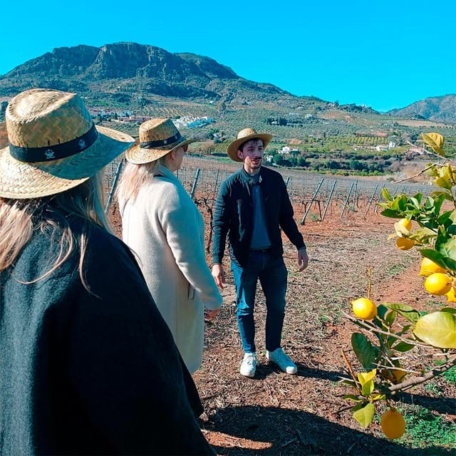 Malaga: White Village, Vineyard, and Wine Tasting Wine Tour - Who This Tour Suits Best (and Who Should Skip)