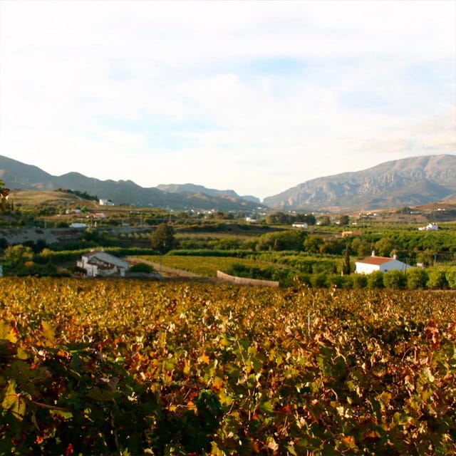 Malaga: White Village, Vineyard, and Wine Tasting Wine Tour - Álora’s White-Washed Streets and Castle Views in One Guided Morning