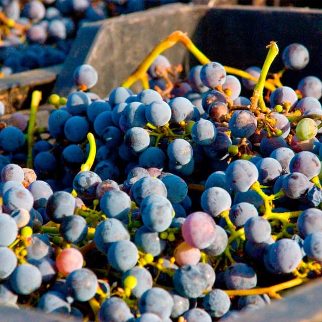 Malaga: White Village, Vineyard, and Wine Tasting Wine Tour - Trading Streets for Vines: Learning Grapes in the Countryside