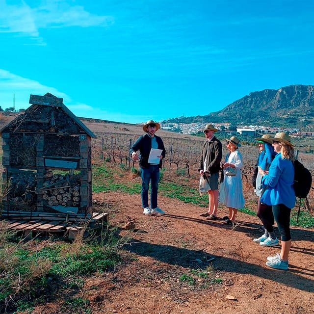 Malaga: White Village, Vineyard, and Wine Tasting Wine Tour - Picking Up Near Málaga and Settling Into the Pace